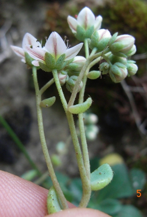 Sedum dasyphyllum
